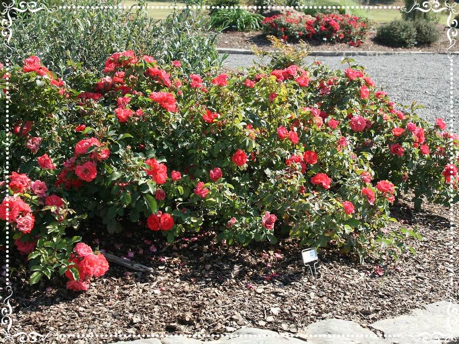 Coral Drift róża okrywowa